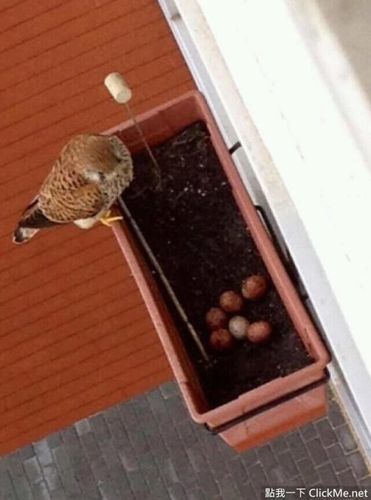 花盆里的意外娇客《红隼一家人观察日记》怎麼可以这麼治愈
