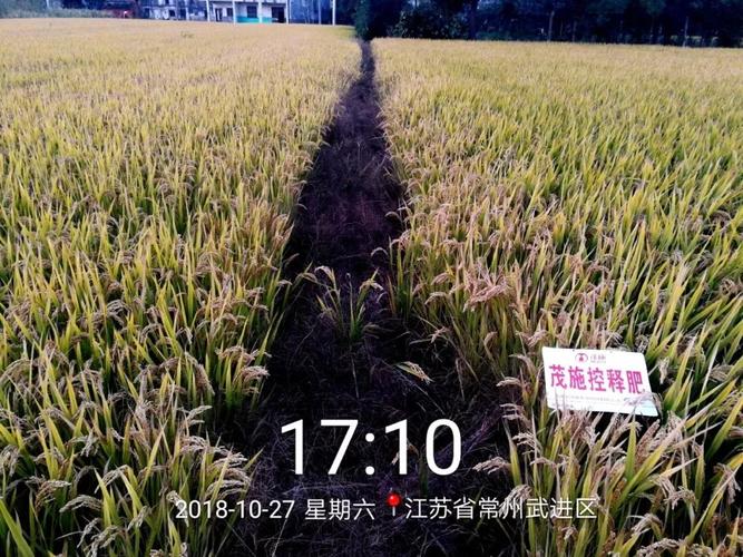 江苏常州前黄镇粳稻成熟期对照图