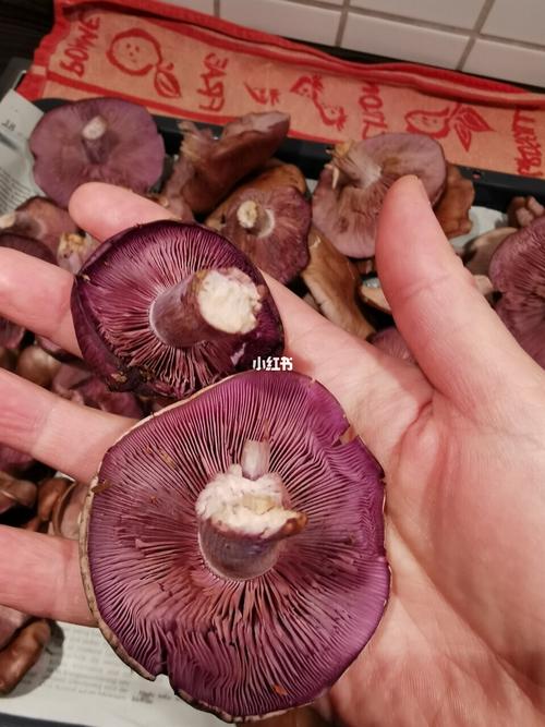 野蘑菇_蘑菇_牛肝菌_野生蘑菇_美食_美食其他