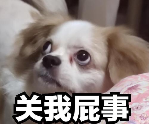 一些小狗表情包