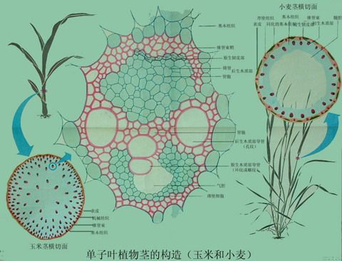 单子叶植物茎的构造(玉米和小麦)