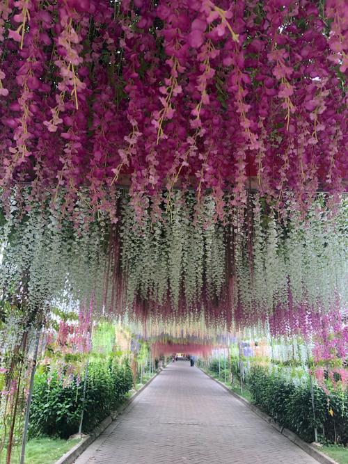 紫藤花海!佛山自驾一游