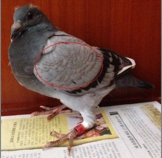 这样的瓦灰换羽后翅膀的垃圾色会变干净的全灰还是和现在的一样?