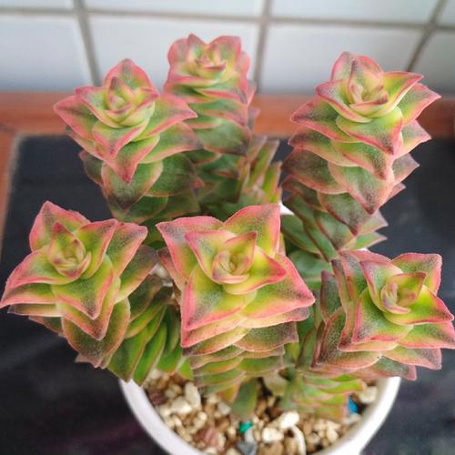 十字星锦星乙女锦钱串多肉植物小米星云南新款稀有易爆盆品种萌肉