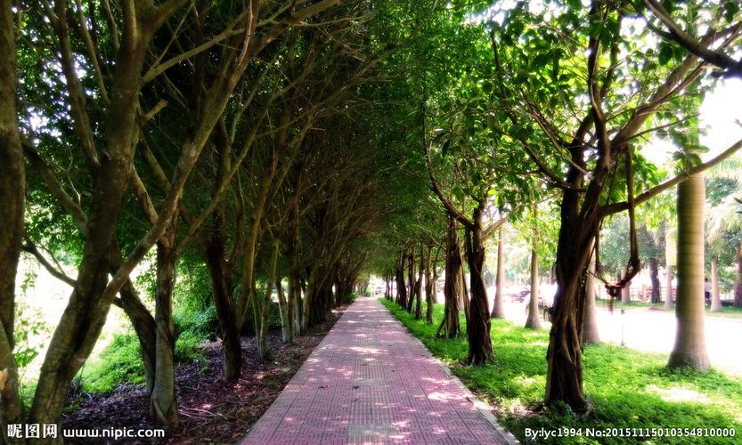 树荫下的小路摄影图__自然风景_自然景观_摄影图库_昵