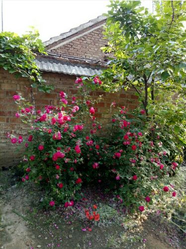 门口的月季,花开正茂,鲜红的花朵引来了一只只蝴蝶为它们翩翩起舞.