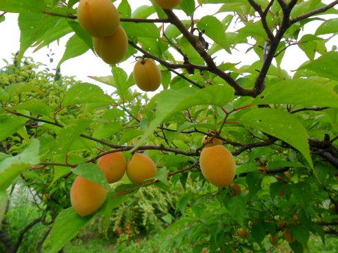 梅子图片水果图片大全