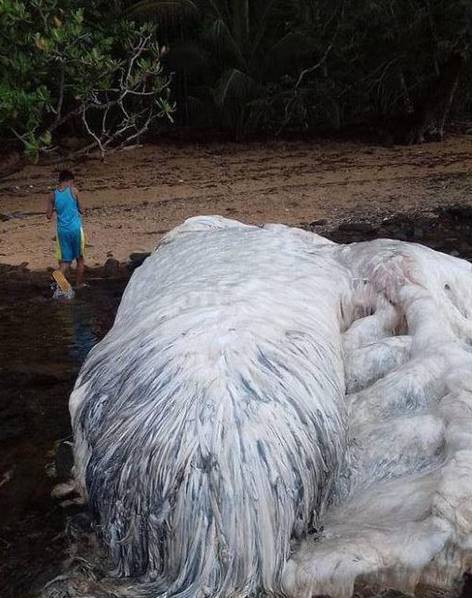 地震过后 菲律宾一海滩现巨型不明生物