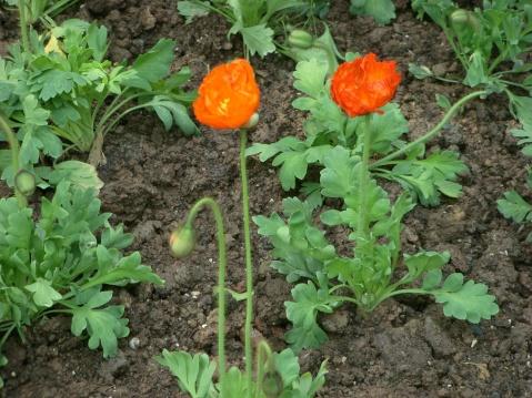 虞美人(学名:papaver rhoeas l.