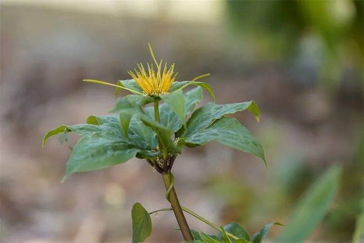 独特的七叶一支蒿