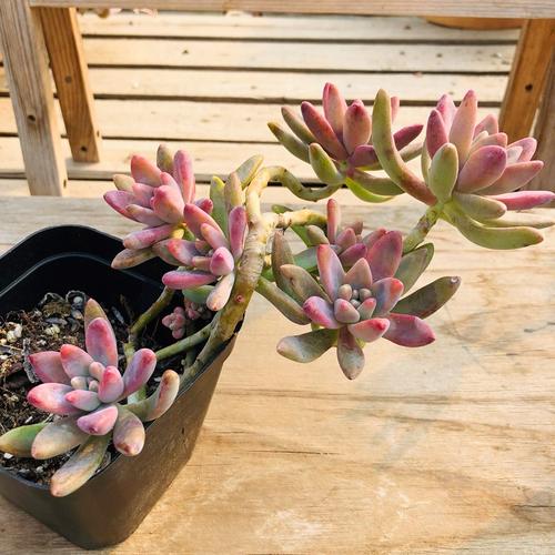 秋丽悬崖老桩一物一拍红色多肉植物多肉植物