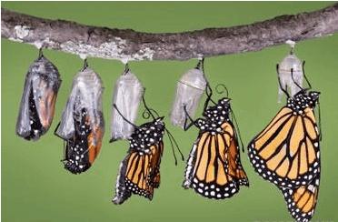 毛毛虫是怎么变成蝴蝶的?