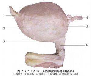 经尿道膀胱颈电切术
