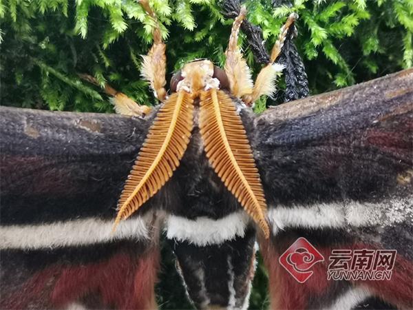 冬青大蚕蛾羽状触角