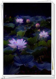 莲花