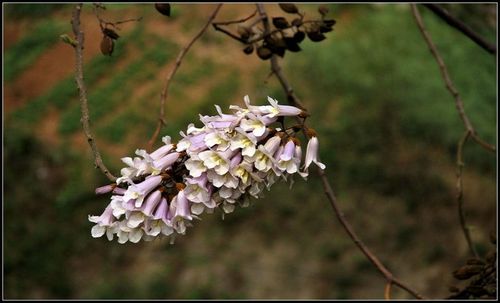 其它 梧桐花 写美篇梧桐树,"中国梧桐"是梧桐科梧桐属的植物,别名青桐