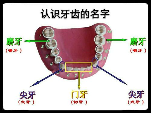 我们通过形象的ppt图片认识了牙齿的名字(门牙,尖牙,磨牙)