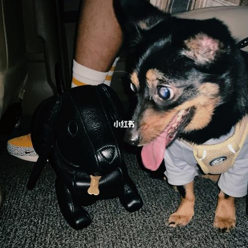 thombrowne hector 腊肠狗狗包分享_狗狗_腊肠_包包_时尚_箱包