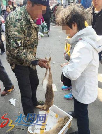 男子用电网电野兔拿到市场卖 民警:野兔属保护动物