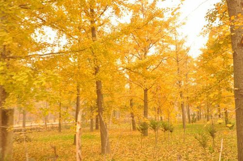 临沂郯城银杏林漫步