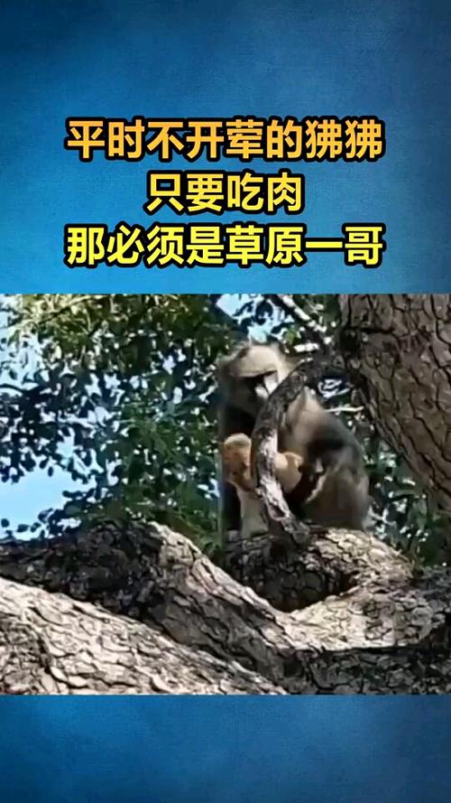 平时不开荤的狒狒这次直接捕食狮子