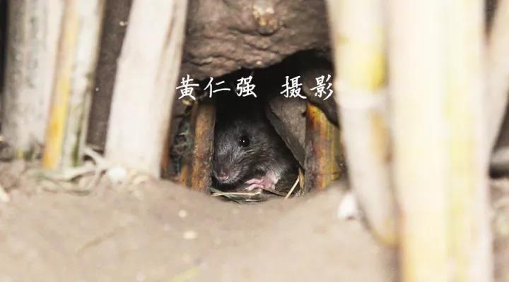 鼠类防治之新旧鼠洞辨别方法