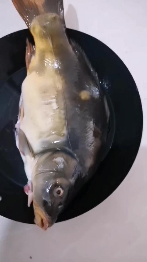 这是什么鱼?无鳞