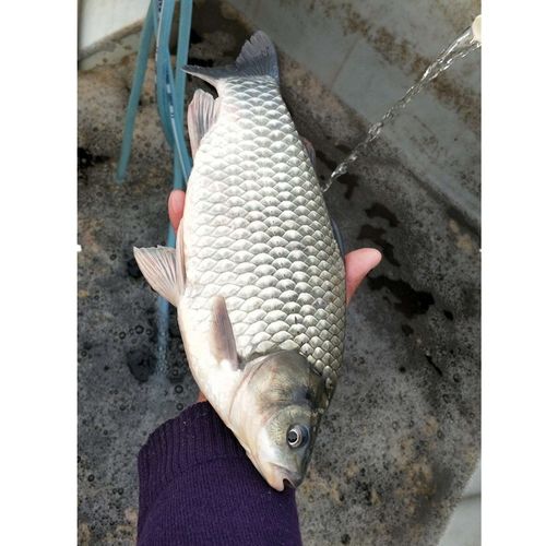 养殖饲料淡水中科鲫鱼活体高背湘云