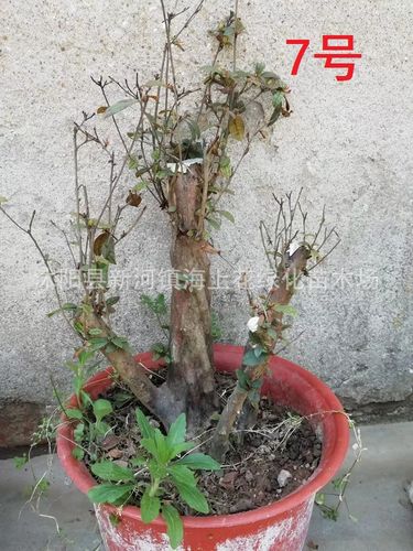 精品野生映山红下山桩国旗红映山红树桩盆景山上现挖发货包成活