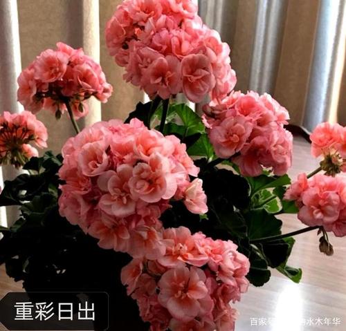 收集二十种最美的天竺葵品种,绝对值得入手的品种