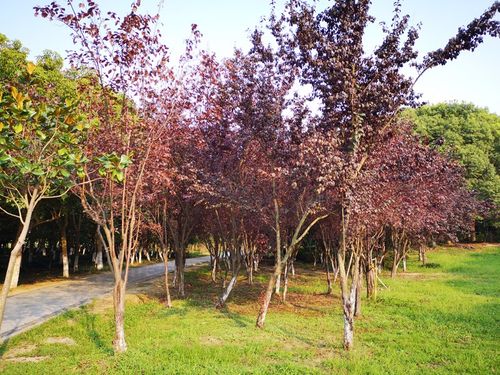 紫叶李,叶片常年紫红色,花开时可赏花,花谢时可观叶,是著名的景观