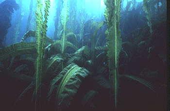 海带和紫菜有啥区别