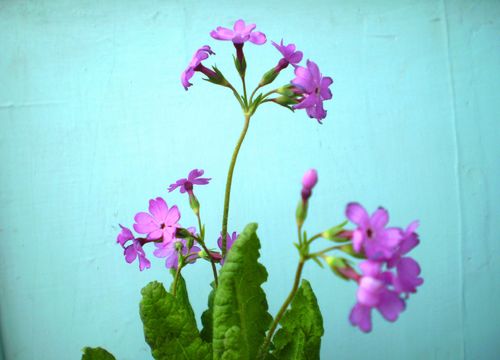 smith)为 a target="_blank" href="/item/报春花科/3427454" data