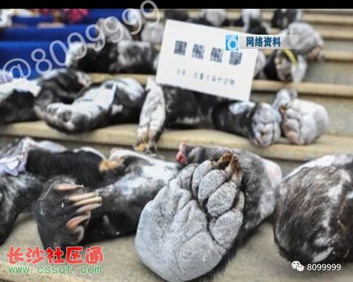 "土豪"宴请吃熊掌 涉嫌违法被起诉