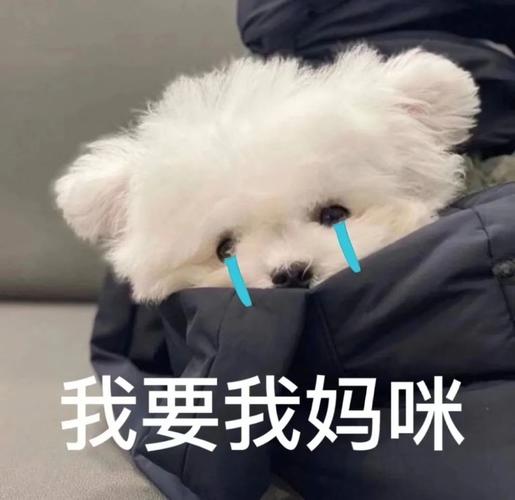 爸宝女妈宝男老婆奴老公奴表情包