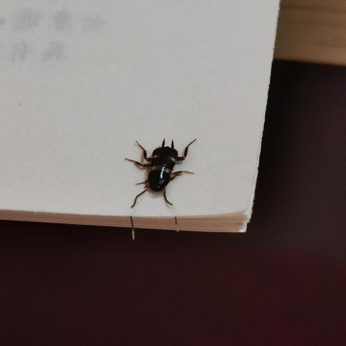 问这是什么虫啊南方