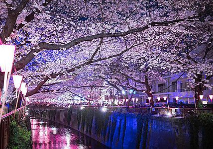 樱花与夜景高清图片