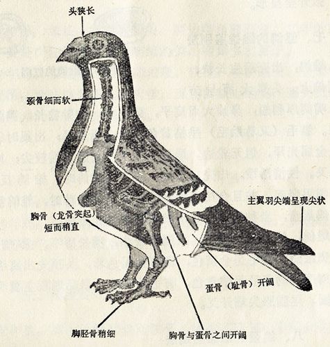 雌雄鸽子的鉴别