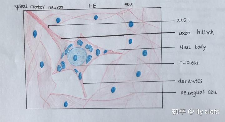 4,脊髓运动神经元