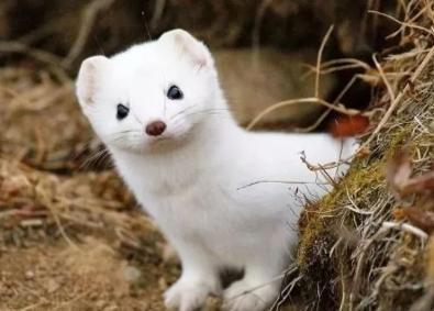 面庞娇小可爱,性格可盐可甜,对于新型宠物雪貂你又了解多少?