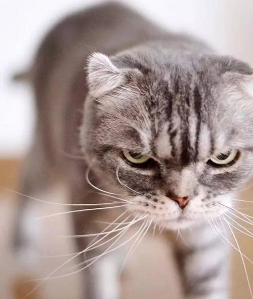 可以洗洗干净再靠近猫.   但是,当猫咪对你非常喜爱,或者它长期生