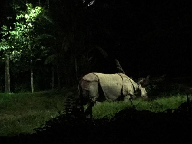 night safari