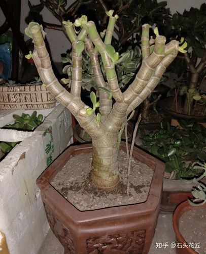 早早把玉树"剃成"光杆子,新芽嗖嗖冒,1年变老桩