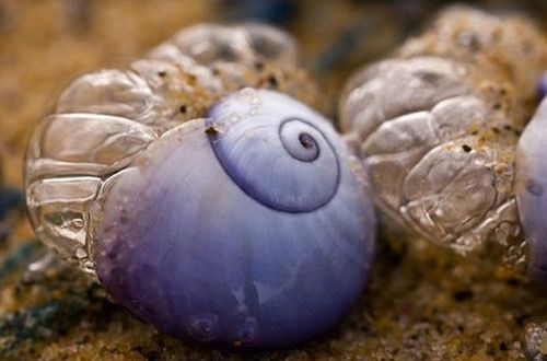 紫色海蜗牛