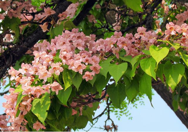 城市的繁华,想到乡间赏花,小编今天给你介绍一处绝佳的赏楸树开花之地