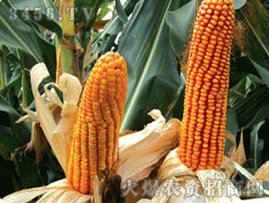 云南广大种业有限公司