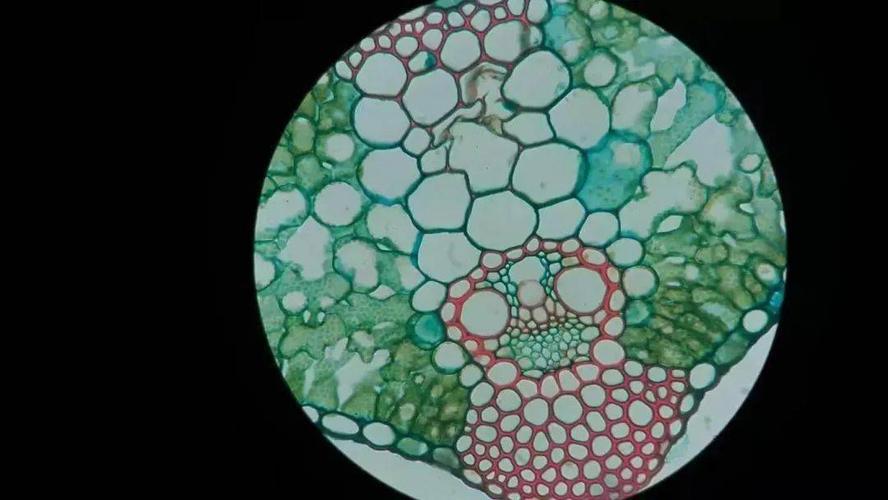 惊叹这是我见过最美的玫瑰花瓣