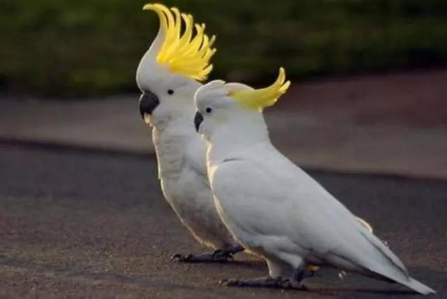 心理学:4只鹦鹉,哪只会说话?测你今生会有什么福气?