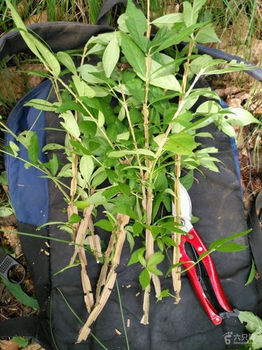 河西三兴村卫矛(鬼箭羽)