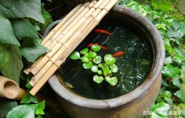 浅淡古人养鱼的五法,佩服古人的智慧,无法复制的古法养鱼